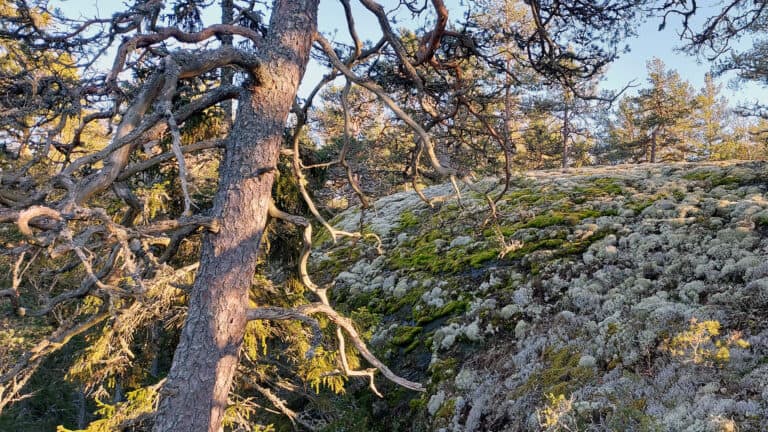 Inikorp. Kuva: Harri Hölttä