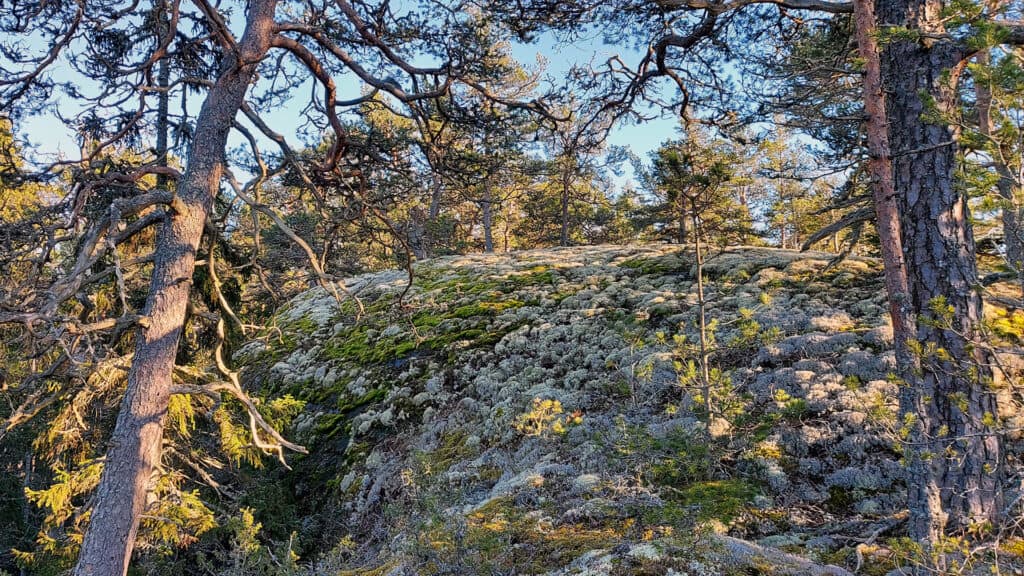 Inikorp. Kuva: Harri Hölttä