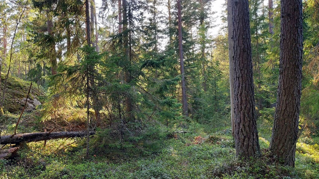 Inikorp. Kuva: Harri Hölttä