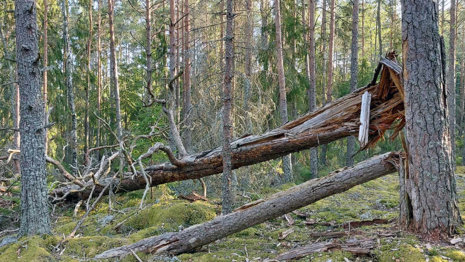 itienp iv lahja Luonnolle Korppoossa Rauhoitetaan Inikorpin Ikimets itienp iv lahja Luonnolle Korppoossa Rauhoitetaan Inikorpin Ikimets