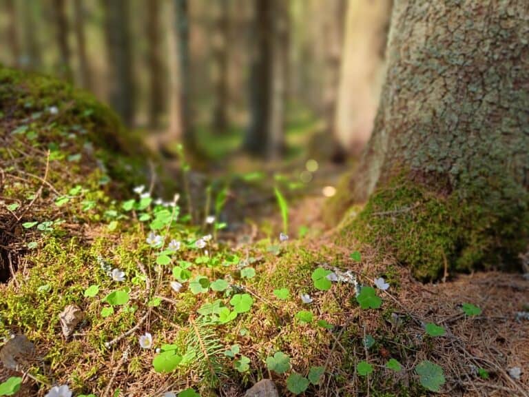 Kuuselan Haka. Kuva: Anneli Jussila