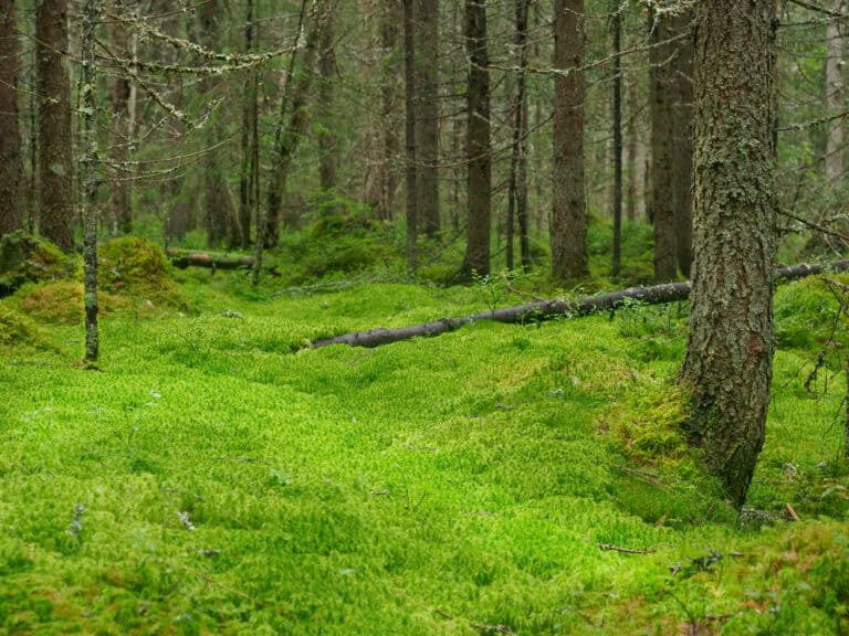 Kaukametsä. Kuva: Helena Saikkonen