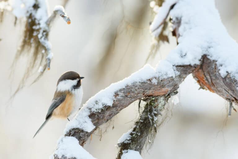 Lapintiainen. Kuva: Onni Rantanen