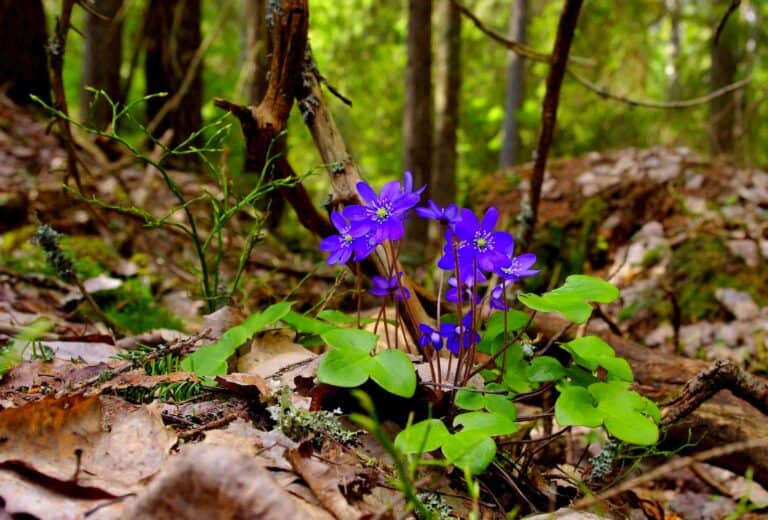 Sinivuokkoja Metsolassa Kuva Jorma Ahola