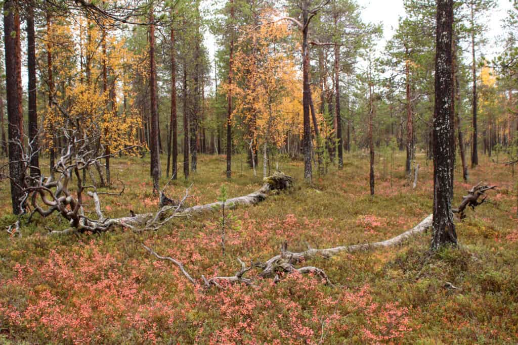 Nangujärvi. Kuva: Petri Haapala