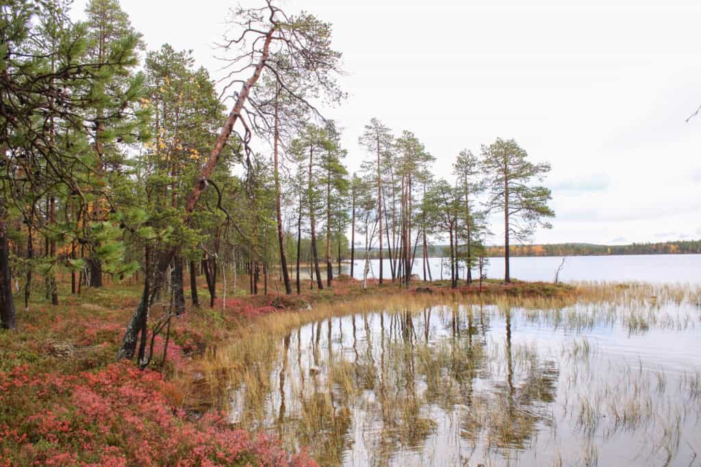 Nangujärvi. Kuva: Petri Haapala