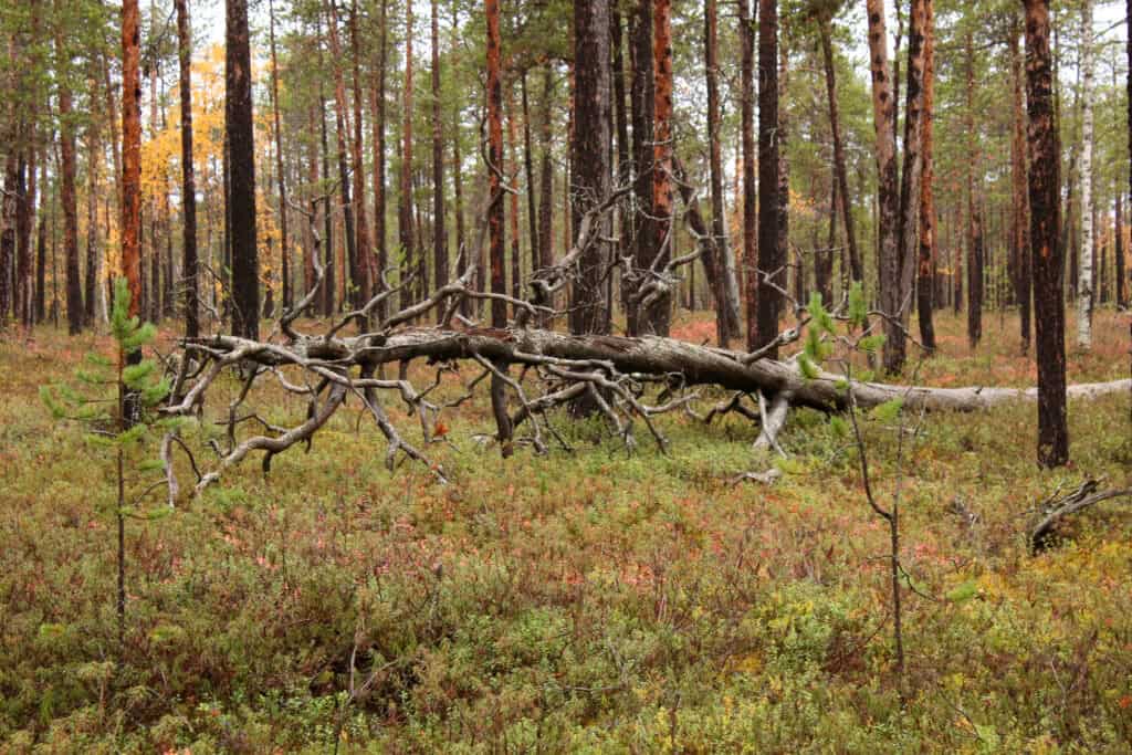 Nangujärvi. Kuva: Petri Haapala