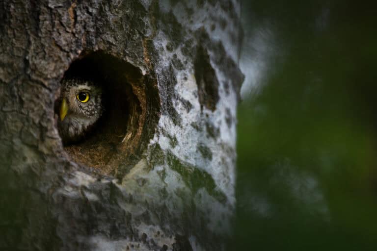 Varpuspöllö. Kuva: Onni Rantanen
