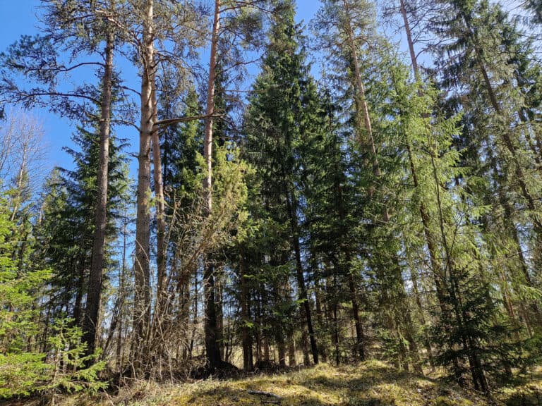 Tammelan suojelualue. Kuva: Vilma Kaukoranta