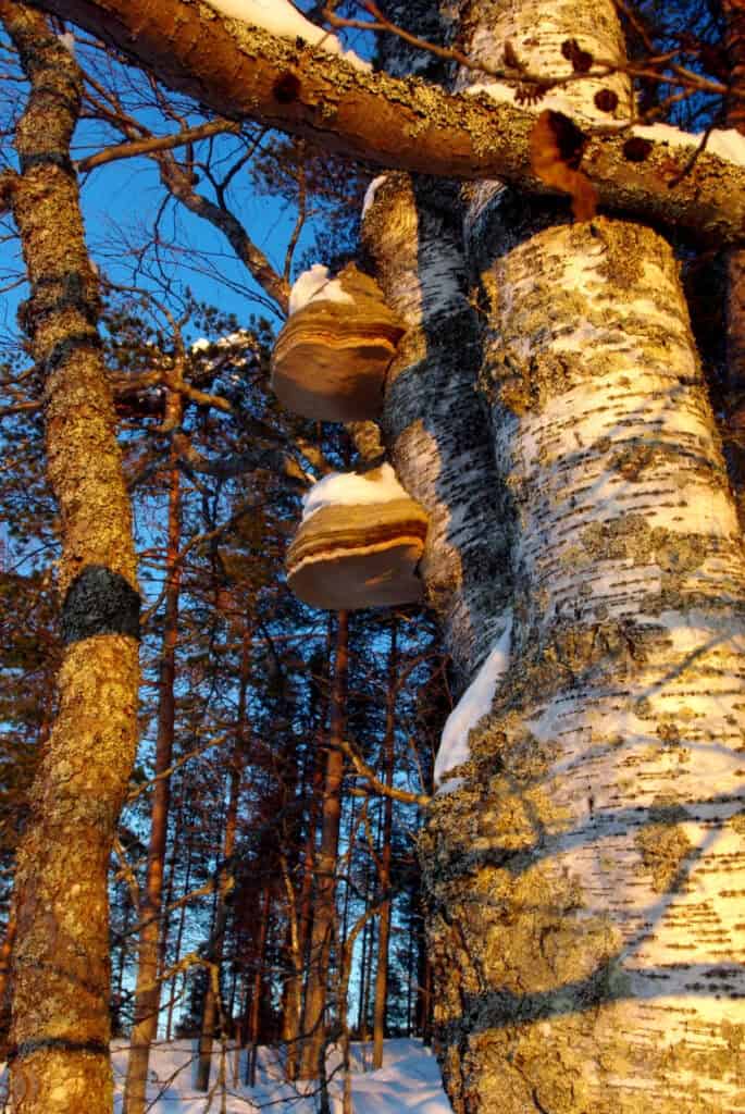 Aittosaari. Kuva: Erkki Virtanen