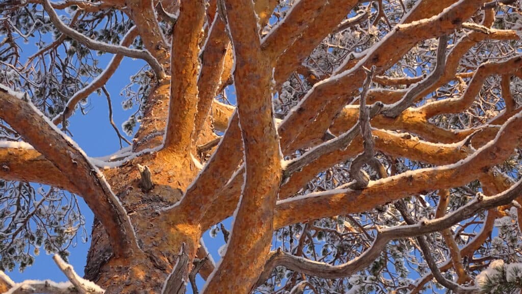 Kuva: Aarno Torvinen