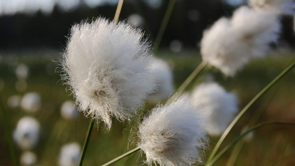 Kuva: Aarno Torvinen