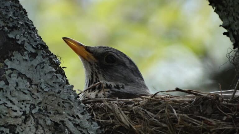 Kuva: Aarno Torvinen
