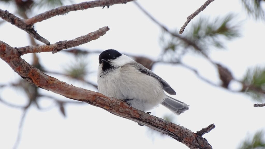 Kuva: Aarno Torvinen