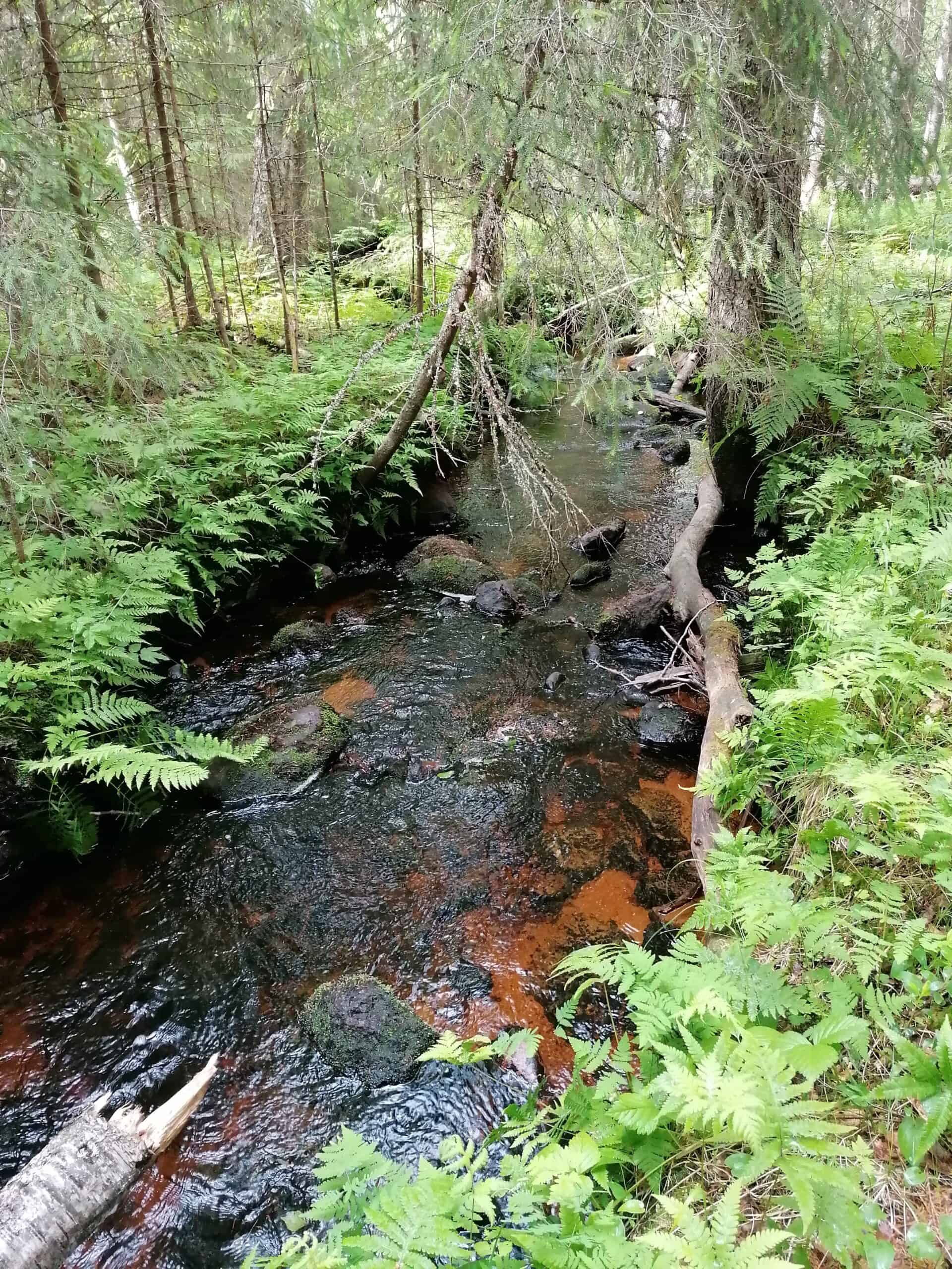 Verkkakorpi. Kuva: Sirpa Rautiainen