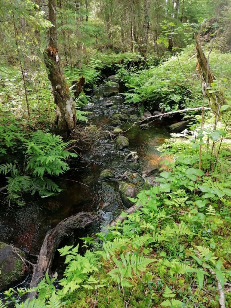 Verkkakorpi. Kuva: Sirpa Rautiainen