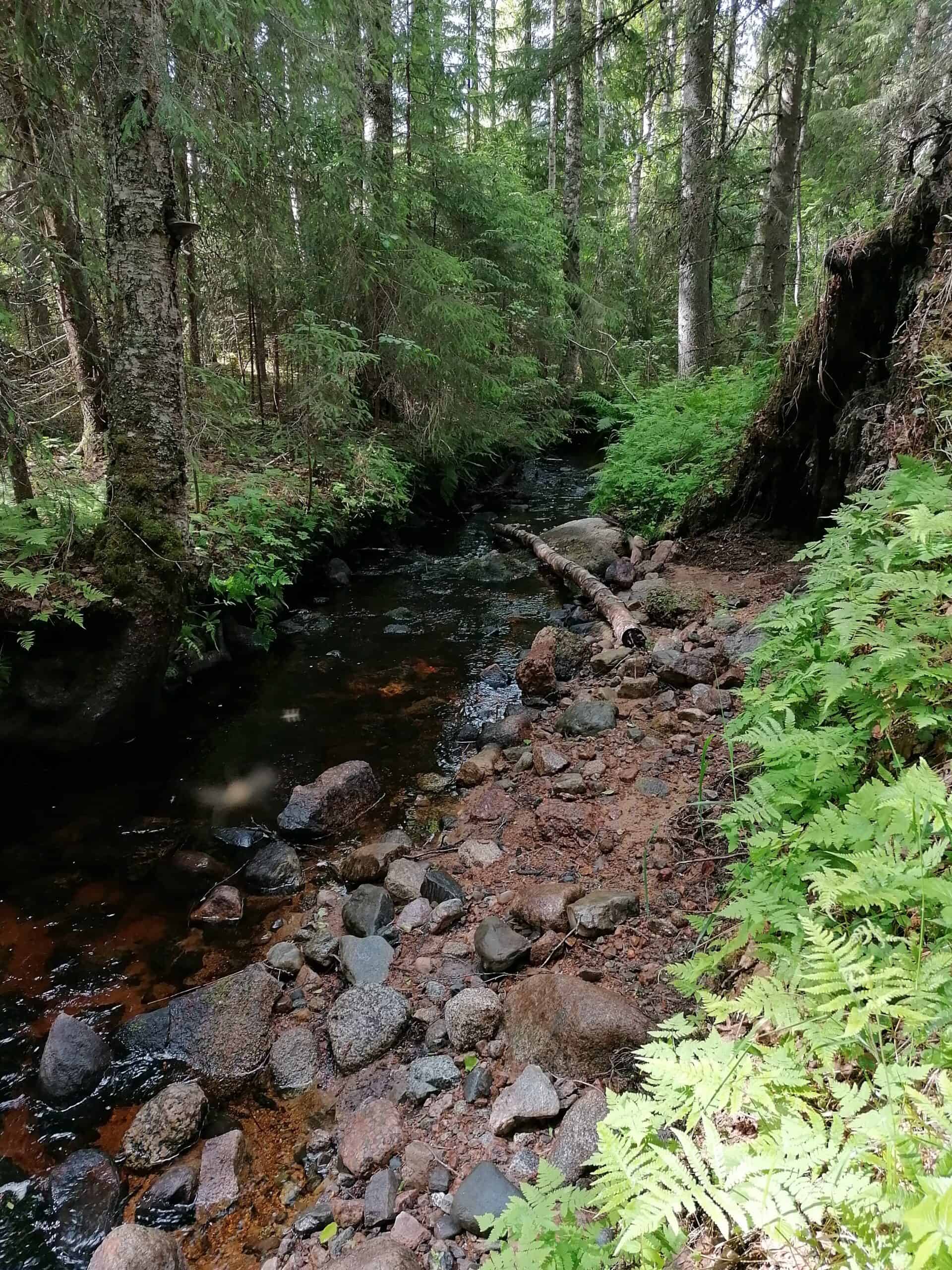 Verkkakorpi. Kuva: Sirpa Rautiainen