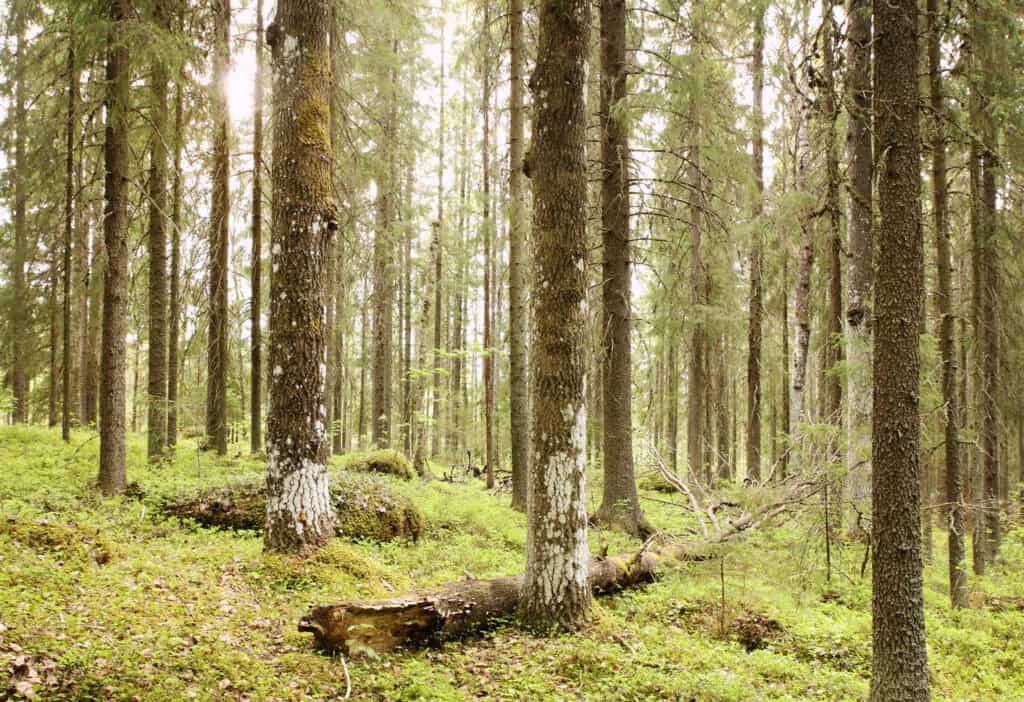 Majanmetsä. Kuva: Ari-Pekka Auvinen