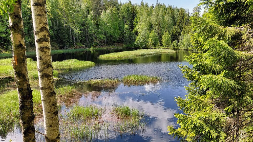 Majavalampi. Kuva: Harri Hölttä