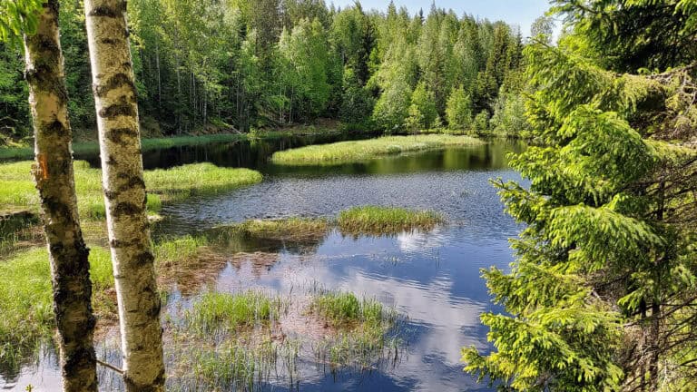 Majavalampi. Kuva: Harri Hölttä