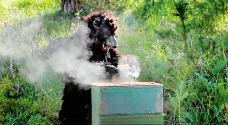 Mehiläiskuva still Harri Larjosto