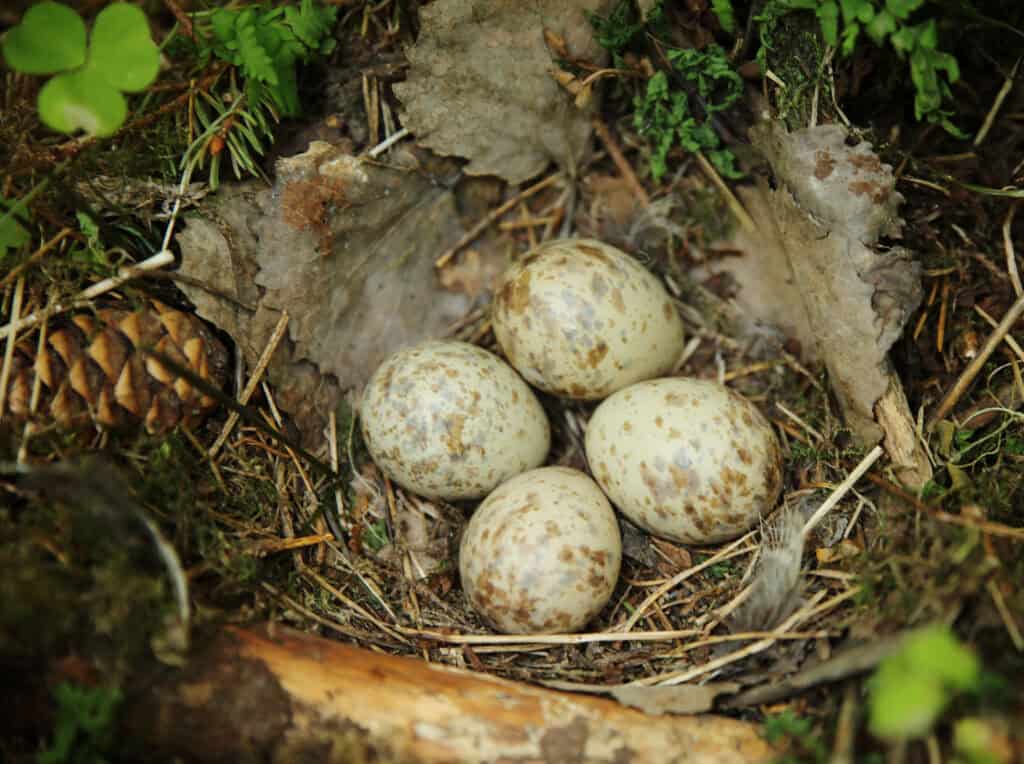Majanmetsä. Kuva: Ari-Pekka Auvinen