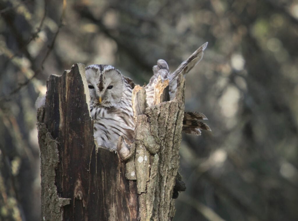 Majanmetsä. Kuva: Ari-Pekka Auvinen