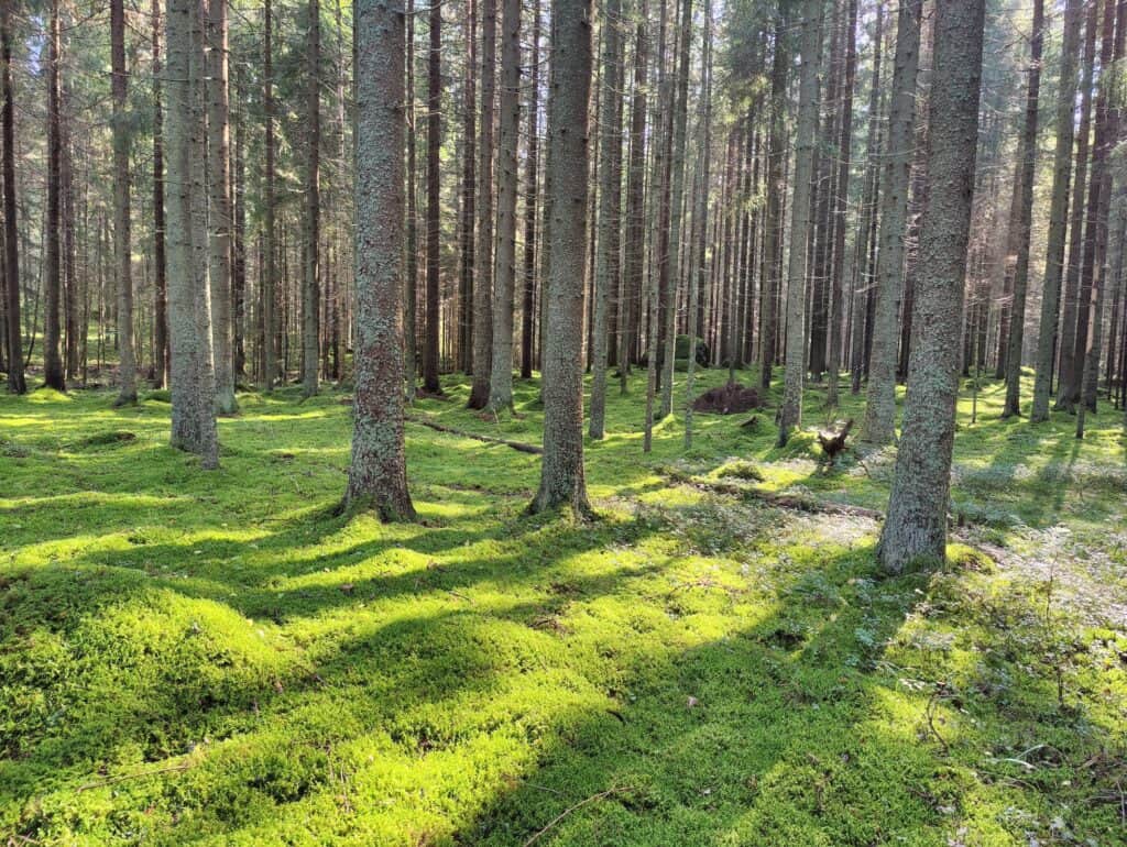 Kuuselan Haka. Kuva: Mari Helkiö
