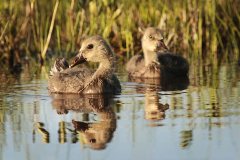 Metsähanhet. Kuva: Ari-Pekka Auvinen