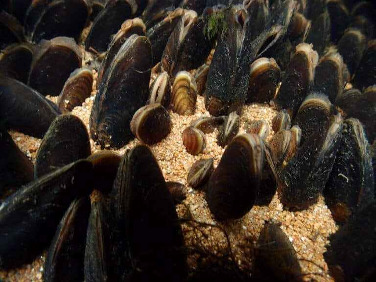 Raakut. Kuva: Panu Oulasvirta