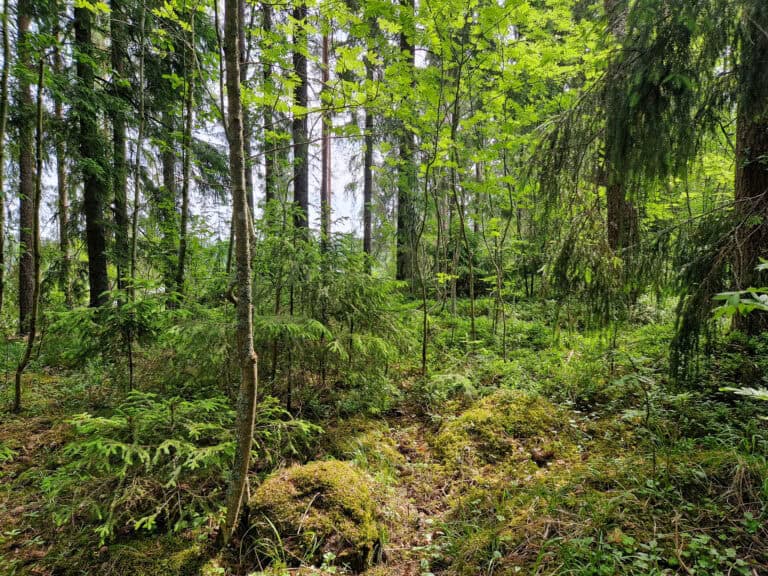 Salonpää. Kuva: Vilma Kaukoranta