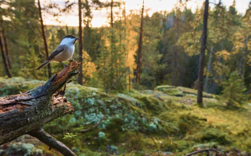 Hömötiainen. Kuva: Onni Rantanen
