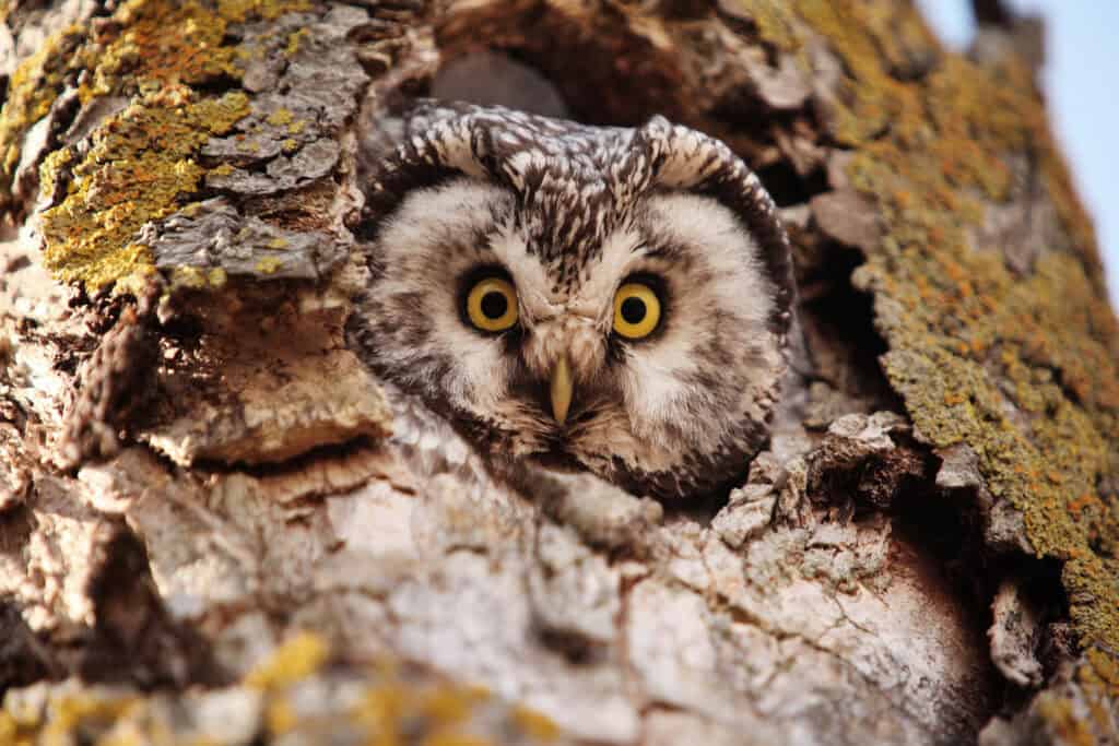 Helmipöllö. Kuva: Ari-Pekka Auvinen