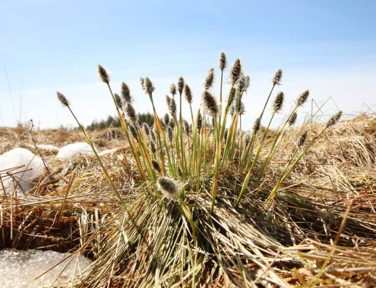 Karsikkosuo. Kuva: Ari-Pekka Auvinen