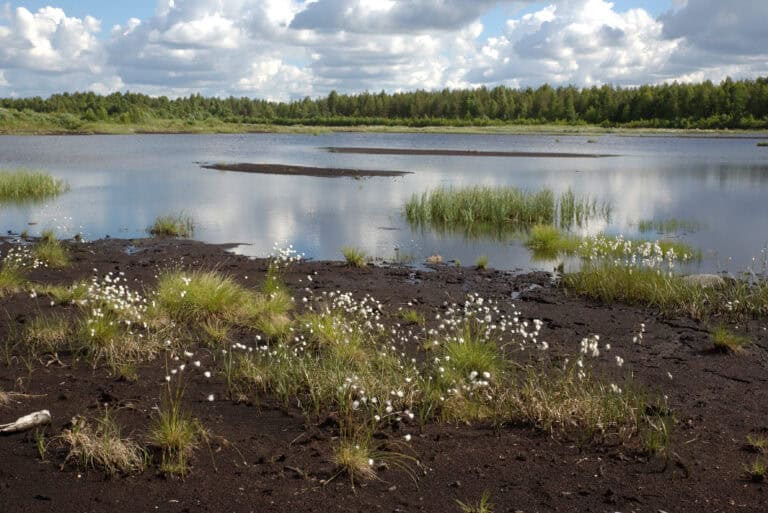 Karsikkosuo. Kuva: Ari-Pekka Auvinen