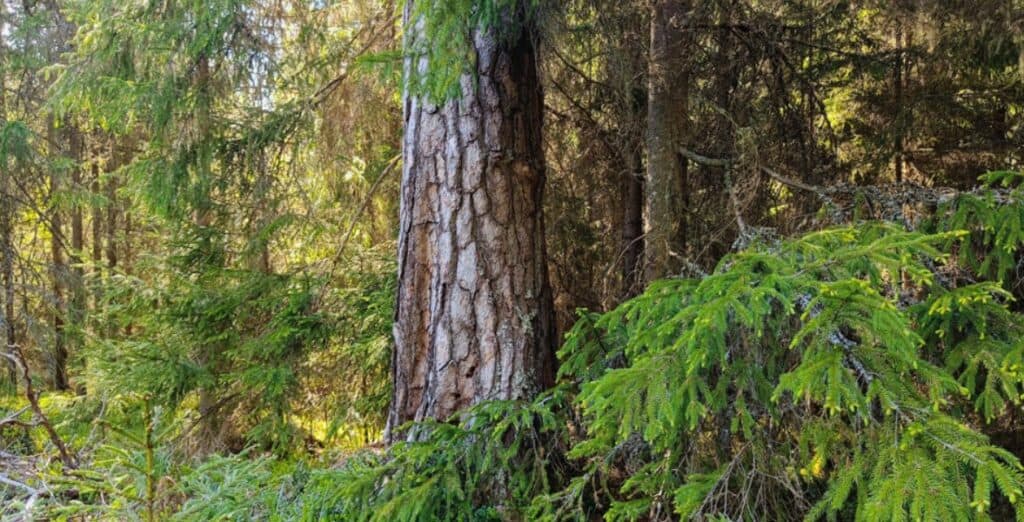 Tavastian metsä. Kuva: Anneli Jussila 