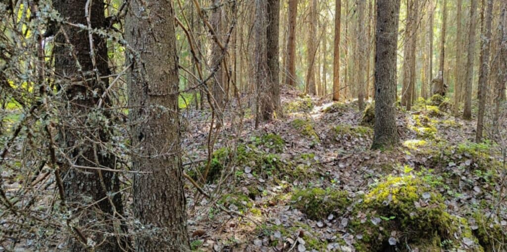 Tavastian metsä. Kuva: Anneli Jussila 