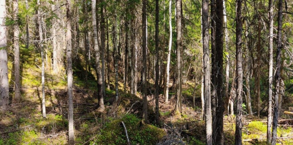 Tavastian metsä. Kuva: Anneli Jussila 