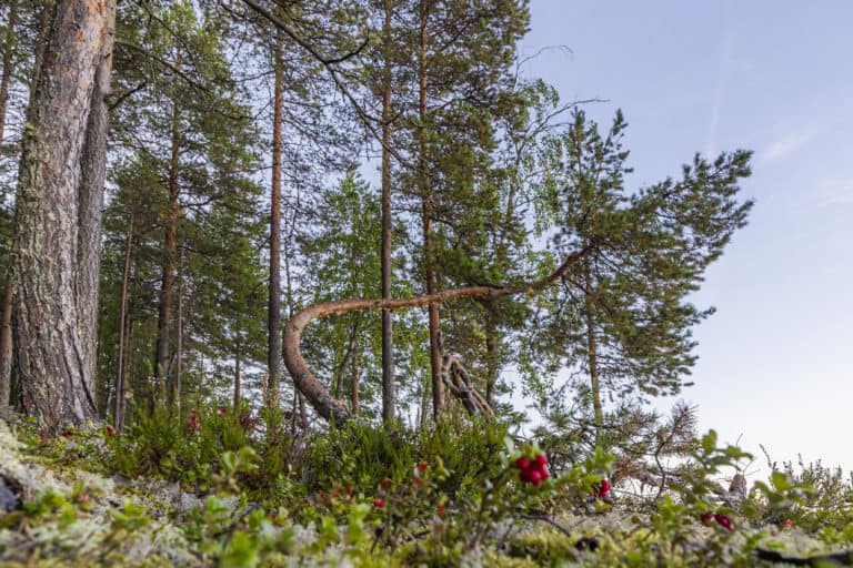 Kuva: Susanna Seitakallio-Aittosaari