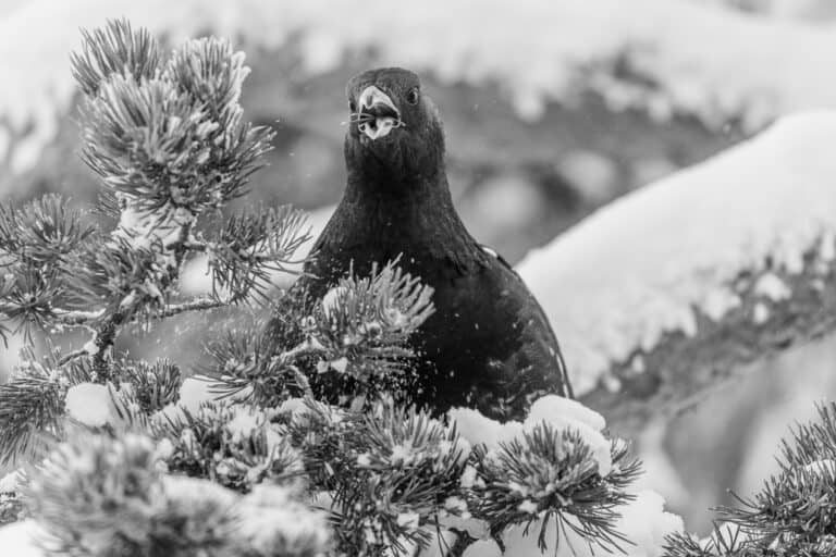 Kuva: Susanna Seitakallio