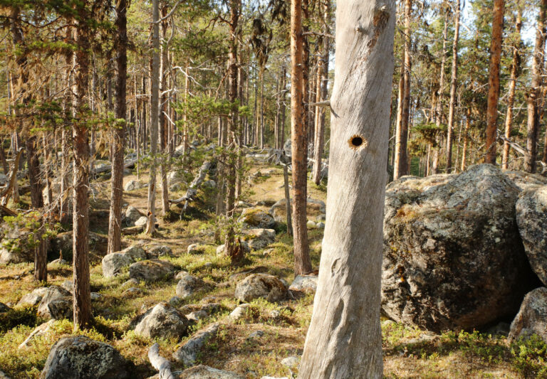 Ilpisjärven metsä. Kuva: Ari-Pekka Auvinen