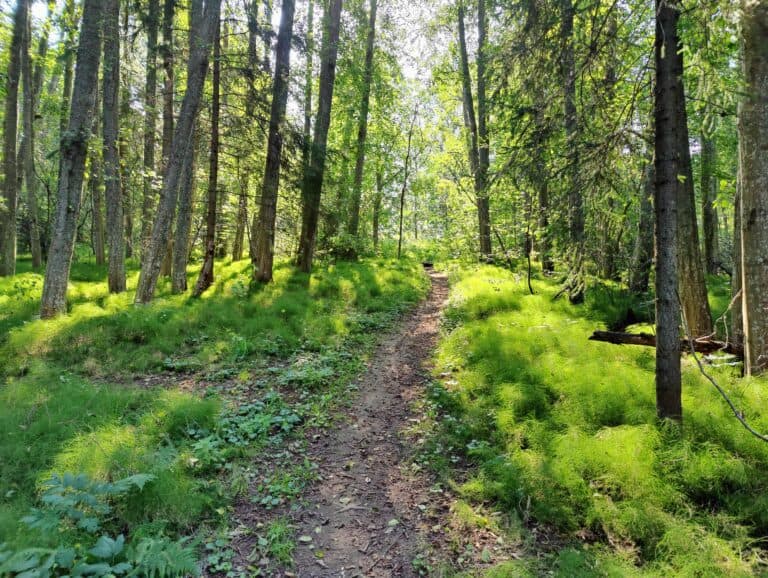 Lapsen kanssa luonnossa