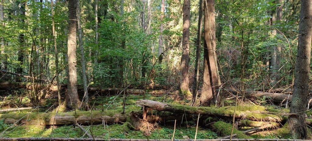 Pähkinämäki. Kuva: Anneli Jussila