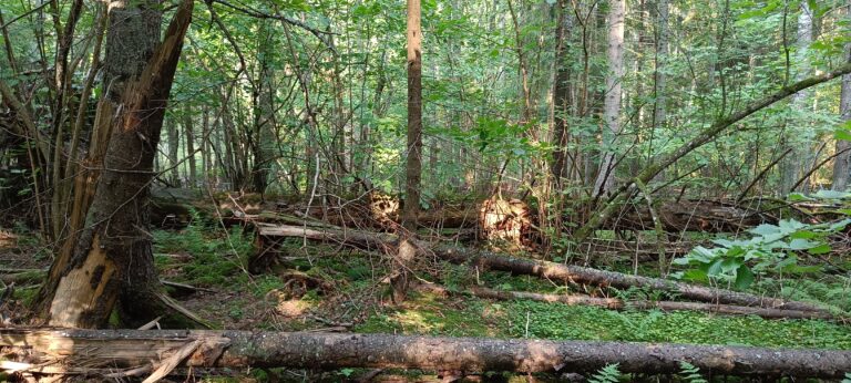 Pähkinämäki. Kuva: Anneli Jussila