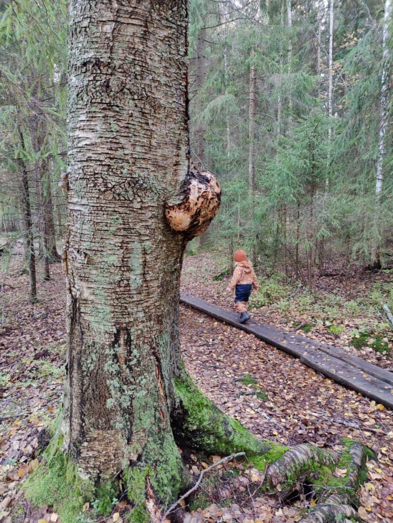 Kuva: Juho Hakkarainen