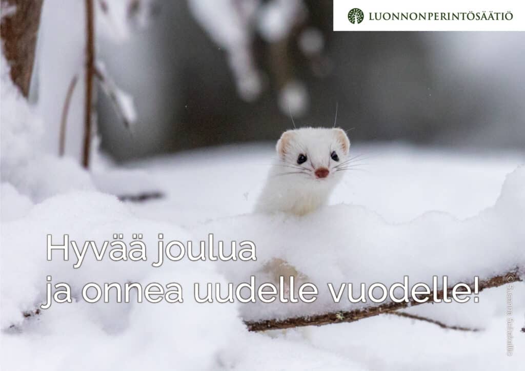 Lumikko. Kuva: Susanna Seitakallio