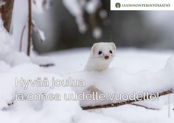 Lumikko. Kuva: Susanna Seitakallio