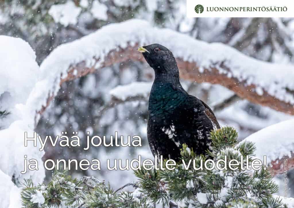 Metso. Kuva: Susanna Seitakallio