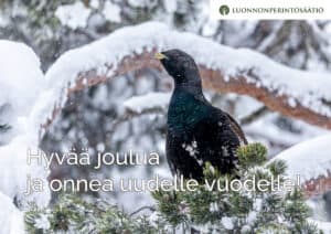 Metso. Kuva: Susanna Seitakallio