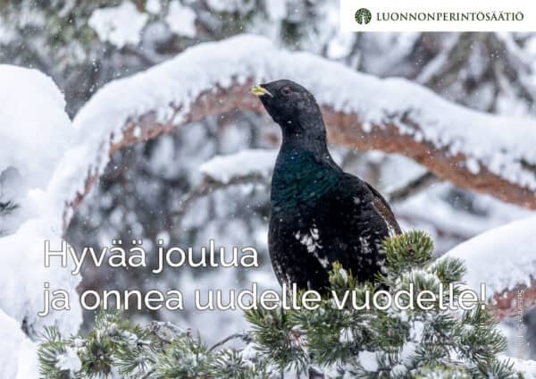 joulukortti-metso Metso. Kuva: Susanna Seitakallio